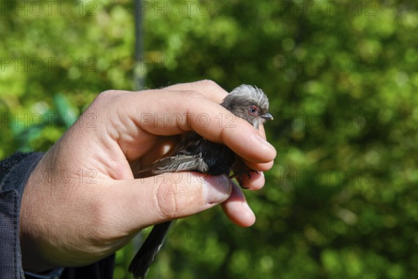 A long-tailed tit (Aegithalos caudatus) is carefully held in the hand, bird research, ringing,