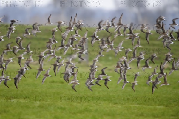 A flock of ruffs (Calidris pugnax, Syn.: Philomachus pugnax) flies close over the water, dynamic