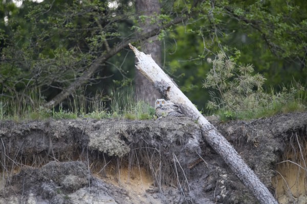 A young eagle owl (Bubo bubo) sitting next to a fallen tree and roots in the forest, Lower Saxony,