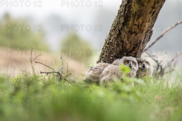 Three young eagle owls (Bubo bubo) resting next to a tree trunk in a green forest, Lower Saxony,