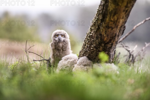 Three eagle owl (Bubo bubo) chicks sitting hidden in their nest near a tree in the grass, one young