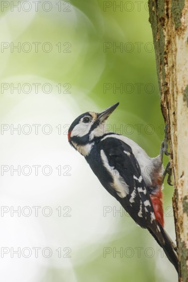 Great spotted woodpecker (Dendrocopos major) climbing on a tree trunk in a natural environment,
