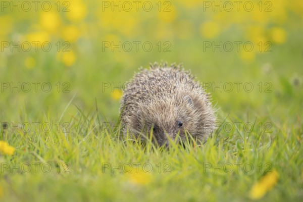 European hedgehog (Erinaceus europaeus) adult animal amongst Buttercup flowers in a meadow in