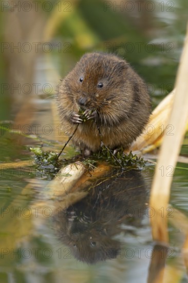 Water vole (Arvicola amphibius) adult animal feeding on pond weed in summer, RSPB Minsmere nature