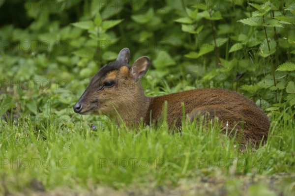 Muntjac deer (Muntiacus reevesi) adult animal sitting in grass, England, United Kingdom