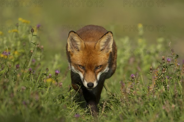 Red fox (Vulpes vulpes) adult animal walking amongst wild flowers in a meadow in summer, England,