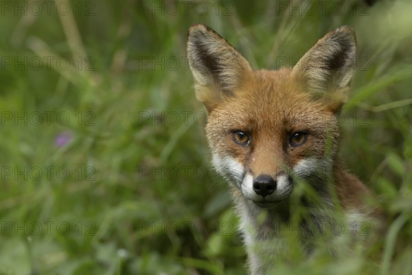 Red fox (Vulpes vulpes) adult animal in countryside grassland in summer, England, United Kingdom