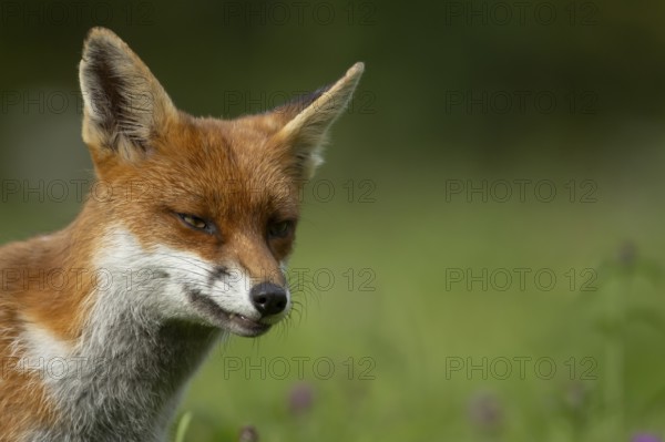 Red fox (Vulpes vulpes) adult animal head portrait, England, United Kingdom
