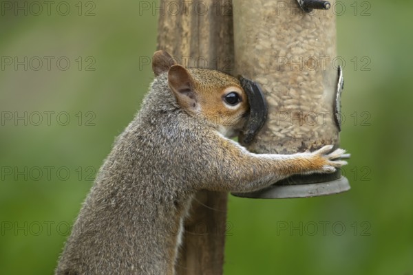 Grey squirrel (Sciurus carolinensis) adult animal eating sunflower seed hearts from a garden bird