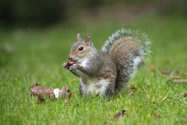 Grey squirrel (Sciurus carolinensis) adult animal feeding on a Horse chestnut nut or conker in