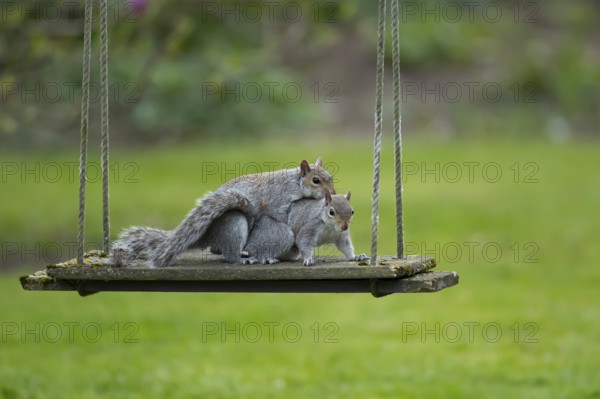 Grey squirrel (Sciurus carolinensis) two adult animals in love mating on a garden swing, England,