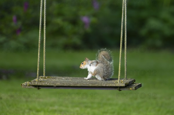 Grey squirrel (Sciurus carolinensis) adult animal on a garden swing, England, United Kingdom