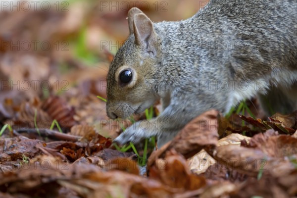 Grey squirrel (Sciurus carolinensis) adult animal searching for food amongst fallen tree leaves in