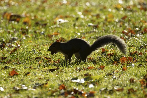 Grey squirrel (Sciurus carolinensis) adult animal with an acorn nut in its mouth, England, United