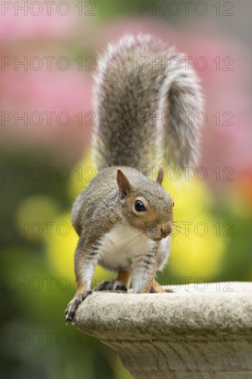 Grey squirrel (Sciurus carolinensis) adult animal on a garden bird bath in summer, England, United