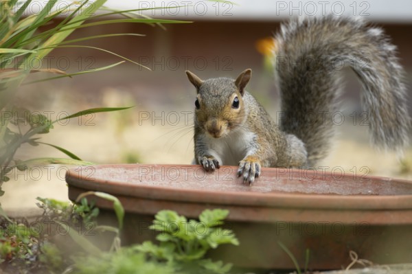 Grey squirrel (Sciurus carolinensis) adult animal by a garden plant pot saucer in summer, England,