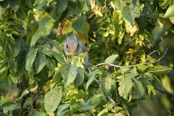 Grey squirrel (Sciurus carolinensis) adult animal feeding on tree leaves in summer, England, United