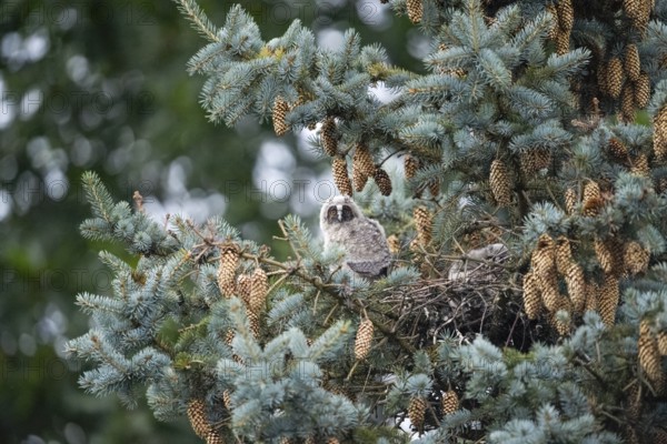 Young long-eared owl (Asio otus) forest spirits sitting in the nest surrounded by pine cones and