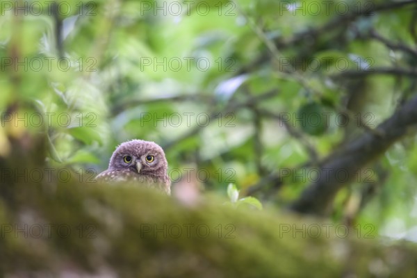 Young little owl (Athene noctua) sitting on a moss-covered branch on an apple tree, Osnabrücker