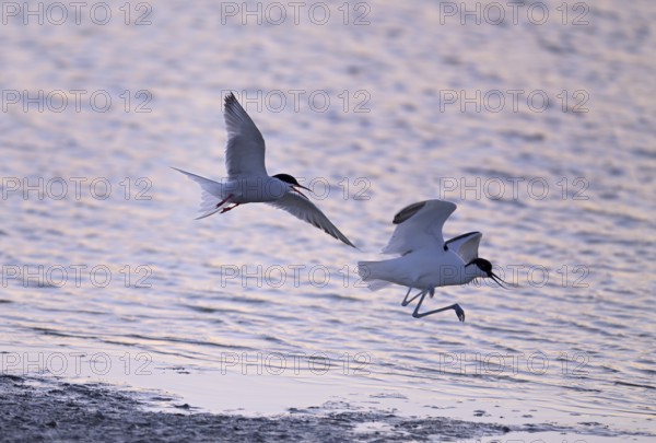 Common Tern (Sterna hirundo) dispersing Avocet (Recurvirostra avosetta) in the water against the