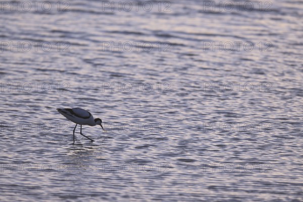 Avocet (Recurvirostra avosetta) in blue water against the light, Texel, North Holland, Netherlands