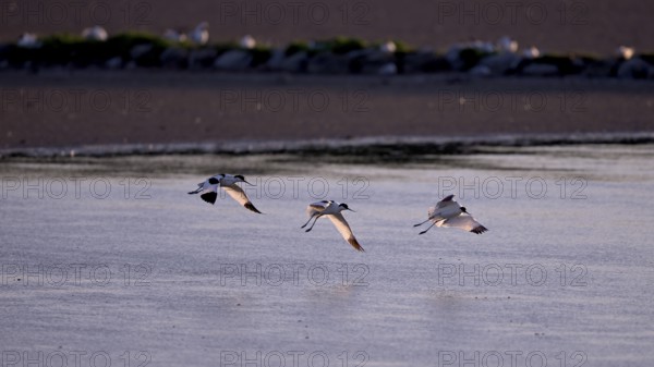 Three flying avocets (Recurvirostra avosetta) over water in backlight, Texel, North Holland,