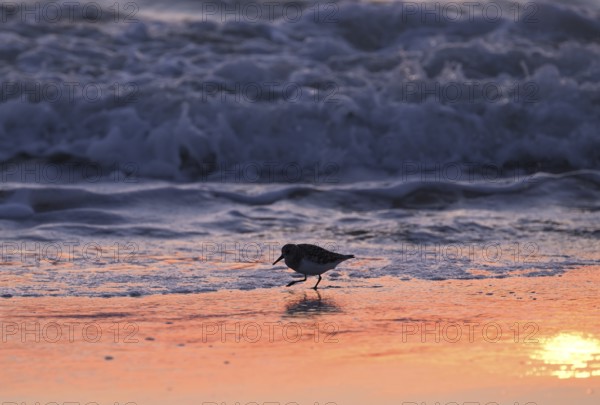 Sanderling (Calidris alba) on the beach with waves against the light, Texel, North Holland,