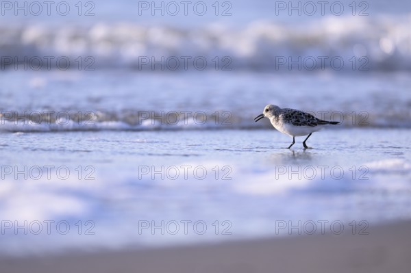 Sanderling (Calidris alba) on the beach with waves, Texel, North Holland, Netherlands
