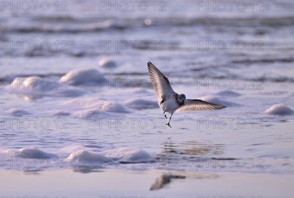 Sanderling (Calidris alba) flying on the beach, Texel, North Holland, Netherlands