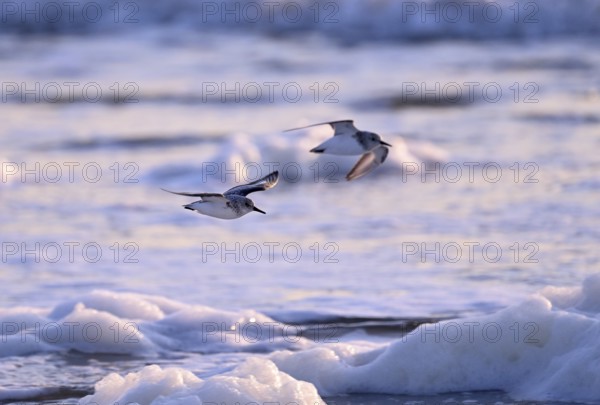 Flying Sanderling (Calidris alba), Texel, North Holland, Netherlands Texel, North Holland,