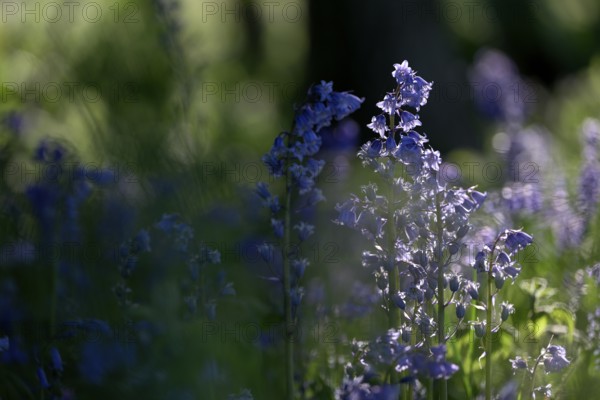 Flowering forest hyacinth (Hyacinthoides non-scripta), Texel, North Holland, Netherlands