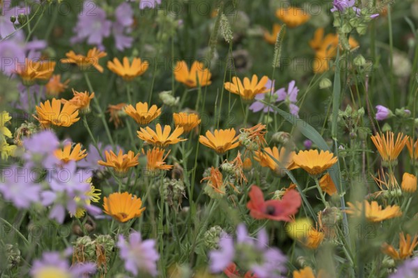 Species-rich, colourful flowering meadow with marigold (Calendula officinalis), Lower Rhine, North