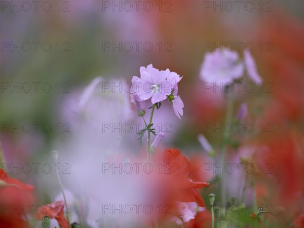 Species-rich colourful flowering meadow with musk mallow (Malva moschata) and poppy (Papaver
