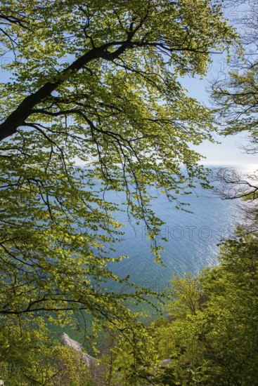 View of chalk cliffs in Jasmund National Park on Rügen, Sassnitz, Rügen, Mecklenburg-Western