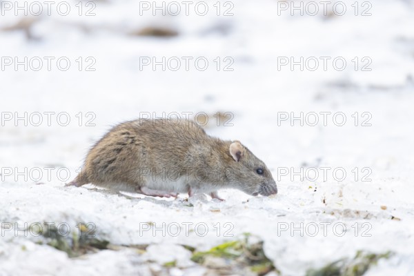 Brown rat (Rattus norvegicus) adult rodent animal feeding on seed on ice in winter, England, United