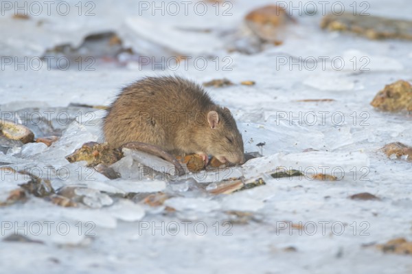 Brown rat (Rattus norvegicus) adult rodent animal feeding on seed on ice of a frozen lake in