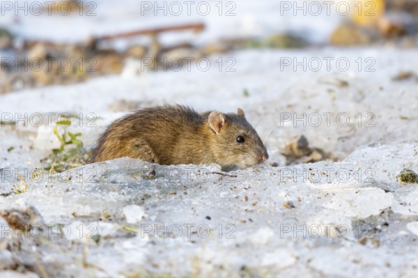 Brown rat (Rattus norvegicus) adult rodent animal searching for food on ice of a frozen lake in