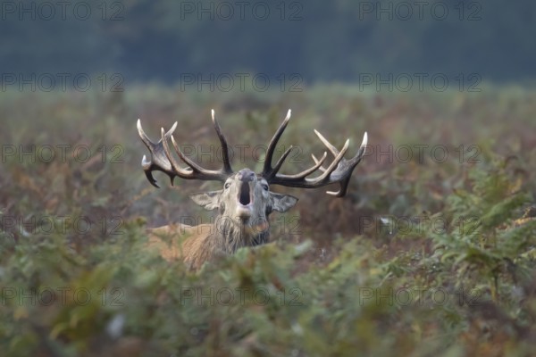 Red deer (Cervus elaphus) adult male stag animal roaring with its mouth open during the rutting