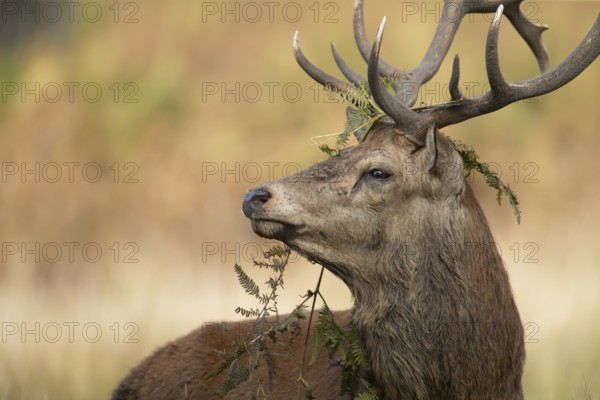 Red deer (Cervus elaphus) adult male stag animal with bracken on its head during the rutting season