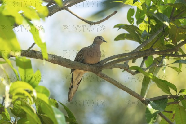 Spotted dove or eastern spotted dove (Spilopelia chinensis) on a tree branch, Sreepur, Gazipur,