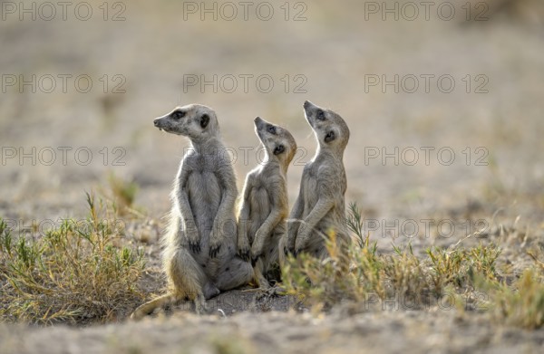 Meerkats or suricates (Suricata suricatta), Makgadikgadi Salt Pans, Makgadikgadi Pans National