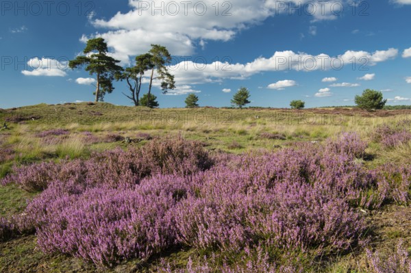 Flowering heather (Calluna vulgaris), heathland in De Hoge Veluwe National Park, Hoenderloo,