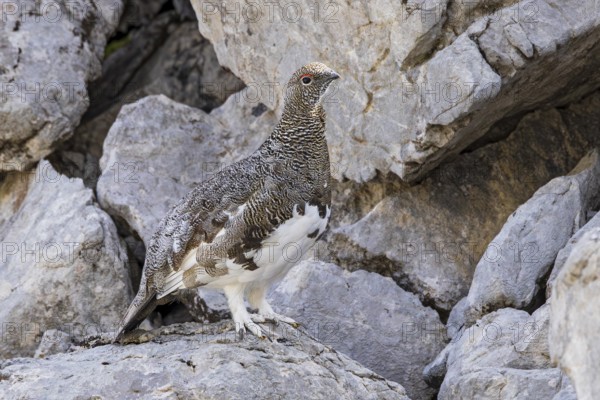 Rock ptarmigan (Lagopus muta), close-up, male between rocks on a mountain slope in the Alps,