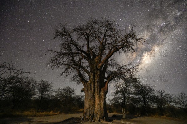 Starry sky above a baobab or baobab tree (Adansonia digitata), Kudiakam Pan, Nxai Pan National