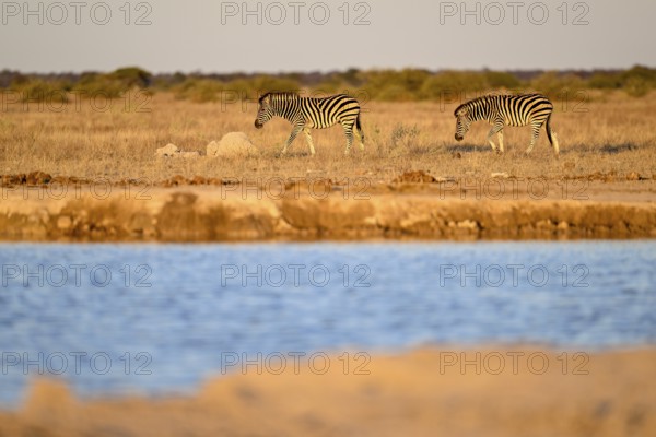 Plains zebra (Equus quagga) at the Nxai Pan waterhole, Nxai Pan National Park, near Gweta, Central
