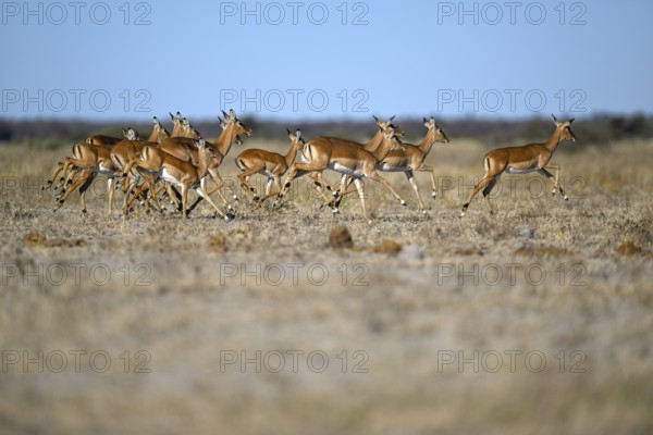 Black verse impala (Aepyceros melampus), Nxai Pan National Park, near Gweta, Central District,
