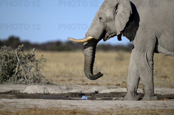 African elephant (Loxodonta africana), Nxai Pan National Park, near Gweta, Central District,