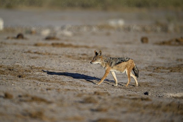 Black-backed jackal (Lupulella mesomelas), Nxai Pan National Park, near Gweta, Central District,