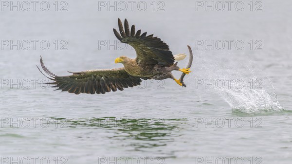 White-tailed eagle (Haliaeetus albicilla), in flight grabbing its prey, Mecklenburg-Western