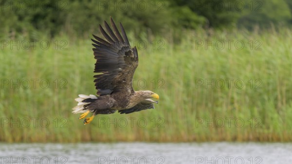 White-tailed eagle (Haliaeetus albicilla), in flight over a landscape of reeds and lakes,